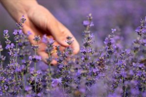 Uykusuzluk, depresyon, ağrı ve yaranın ilacı: Lavanta