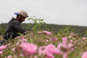 Ekolojik gül yağı Çin yolunda