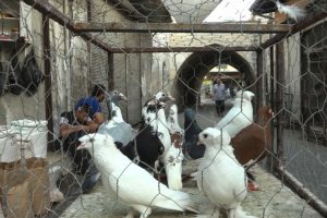 Şanlıurfa'da veresiye güvercinlere kefil isteniyor