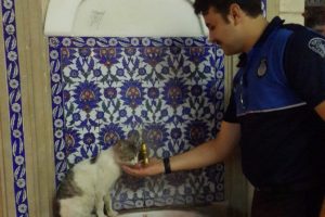 Bursa'da susuz kalan sokak kedisine zabıta memuru eliyle su içirdi