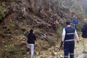 Tepki çeken olay: Eşekler, sütü ve gücü bitince ölüme terk edildi