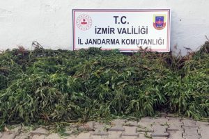 7 bin kök Hint keneviri ele geçirildi