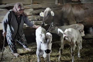 Bursa'da beslediği inek üçüz doğurdu, duyanlar gözlerine inanamadı