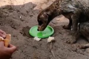 Ormanlıkta çuval içinde biri ölü, diğeri ölmek üzere olan iki köpek bulundu