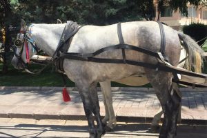 Atların 'fayton' çilesi bitmiyor