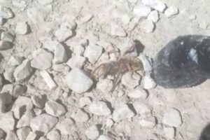 Yüksekova'da sarıkız örümceği görüldü