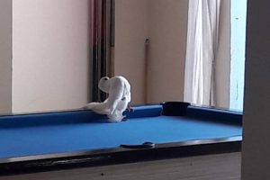 Tüfekle vurulan taklacı güvercin otelin lobisine girdi
