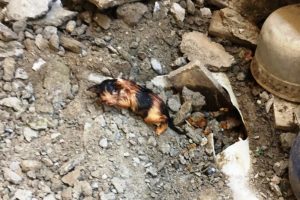 Kanalizasyon borusuna sıkışan yavru kediyi itfaiye ekipleri kurtardı