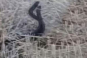 En tehlikeli dans! ''İlk defa gördüm ve çektim''