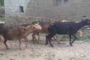 Bursa'da evdeki yangın ahıra sıçradı! 14 hayvan öldü, 4 kişi dumandan etkilendi