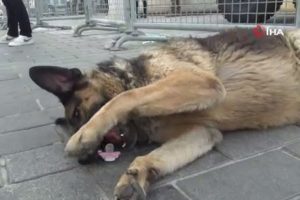 Emzik emen köpek ilgi odağı oldu