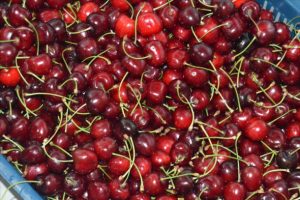 Türkiye'den Çin'e yılın ilk kirazı gönderildi