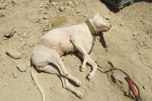 Bursa'da hamile köpeği katletti! ''Rahatsız oldum, vurdum'' (ÖZEL HABER)