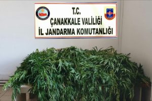 373 kök kenevir ele geçirildi