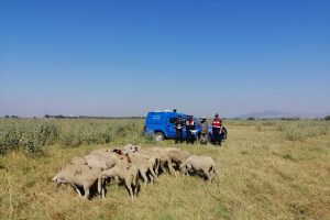 Bursa'da kayıp koyunları jandarma drone ile buldu