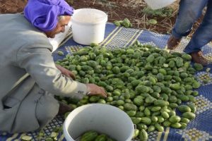 ''Şelengo'' için patent başvurusu