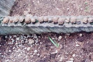 Mezarlıkta ölü bulunan kaplumbağaların analizi yapılamadı