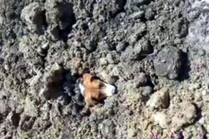 Toprak altında kalan köpek bu şekilde kurtarıldı