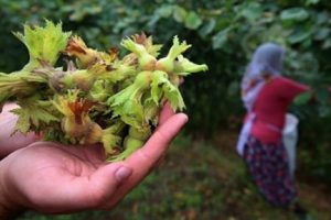 Fındık işçisinin günlük yevmiyesi belli oldu