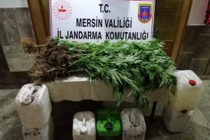 Limon bahçesinde 40 kilo esrar ele geçirildi