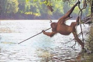 Orangutanın alet kullanma becerisi şaşkınlık yarattı! 'İnsanları taklit etmiş...'