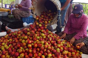 Rusya 20 ton nektarini Türkiye'ye geri yolladı