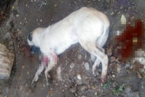 Havlamasına kızdığı köpeği vurdu