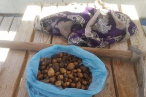 Salep soğanıyla yakalanan kişiye ceza