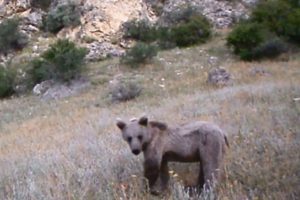 Erzurum'da yaban hayatı fotokapana yansıdı