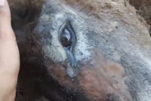 Eşeği halıya sarıp ormanda ölüme terk ettiler