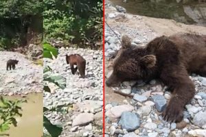 Giresun'da büyük vicdansızlık!