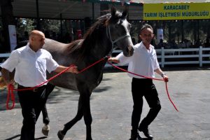 TİGEM'in tayları Bursa'da görücüye çıkıyor