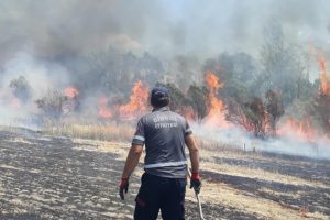 Bingöl'de 200 dönüm arazi küle döndü
