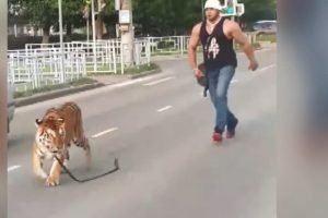 Trafikte şoke eden olay! Aniden yola atladı
