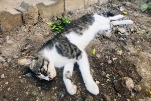 Bursa'da 4 yıldır baktığı kedisini tüfekle vurulmuş halde ölü buldu