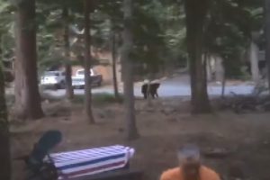 Aracında hırsız var sandı, 'ayı' çıktı