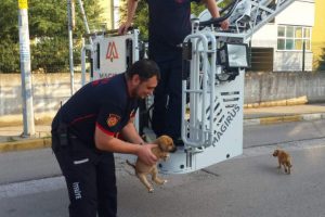 Çatıya çıkan yavru köpekler kurtarıldı
