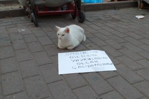 Bursa'da dilenci kedi ilgi çekti