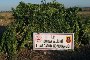 Bursa'da kurumaya bırakılmış kenevir ve kubar maddeleri drone ile tespit edildi