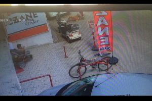 Hamile kediyi Pitbull'a parçalattı!