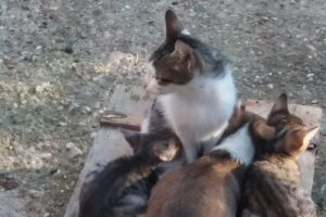 Bursa'da yavru köpeği kedi sahiplendi