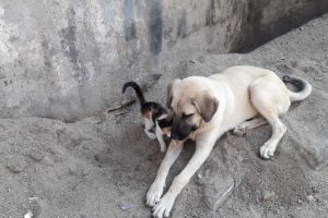 Bursa'da sahipsiz sokak köpeği kediye annelik yapıyor