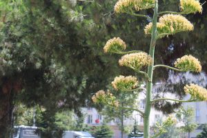 Bursa'da Agave bitkisi çiçek açtı