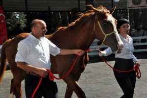 TİGEM'in 77 tayı Bursa'da görücüye çıkıyor