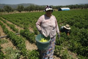 Turşu diyarı Bursa Gedelek'in biberleri artık yerli