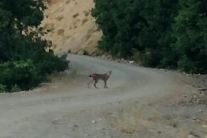 Koruma altındaki vaşak fotoğraflandı