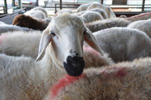 Kasaplardan 'kurbanlık' için öneriler