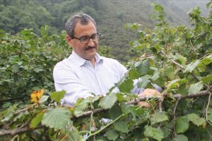 Giresun'da fındık hasadı törenle başladı