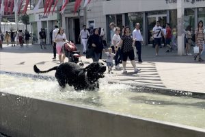 Taksim'de sıcaktan bunalan köpeğin havuz keyfi
