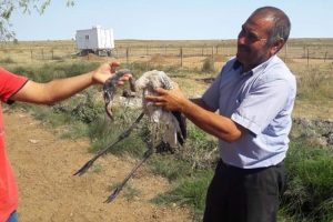 Yaralı flamingo tedavi edilerek doğaya bırakıldı